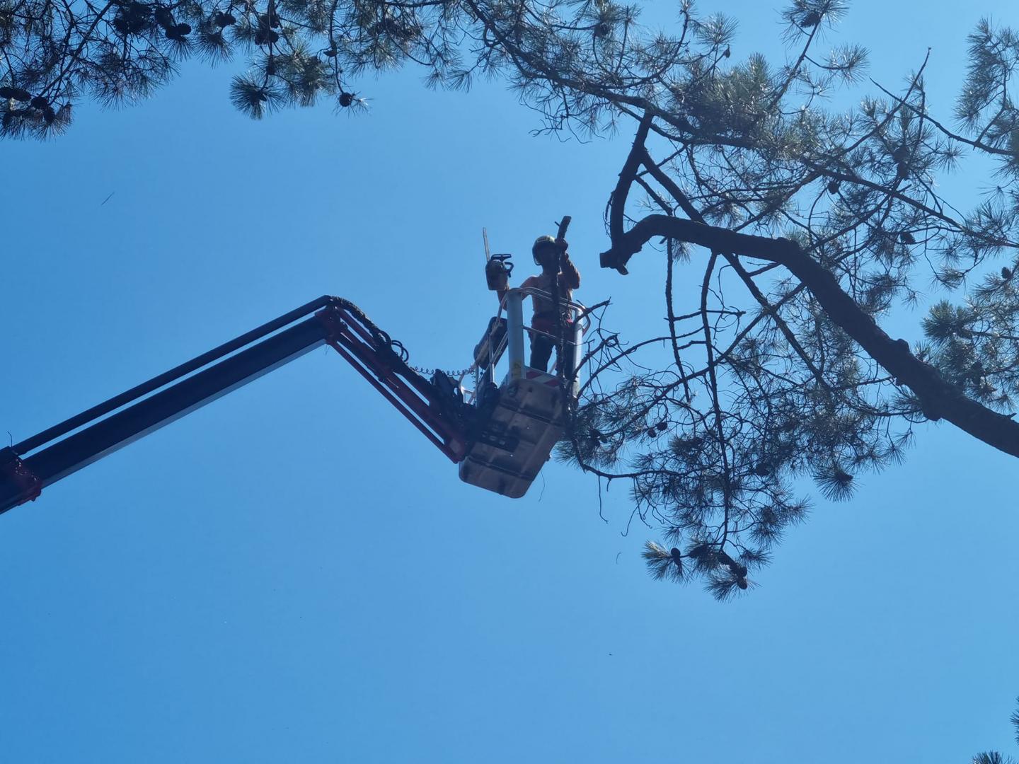 Abattage Arbre Lacanau