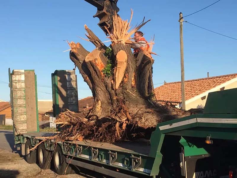 Abattage d’arbre, Hourtin<br>Élagage d’arbre, Hourtin<br>Coupe d’arbre, Hourtin